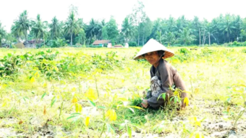 Suy thoái đất đe dọa sinh kế hàng triệu nông dân Việt Nam