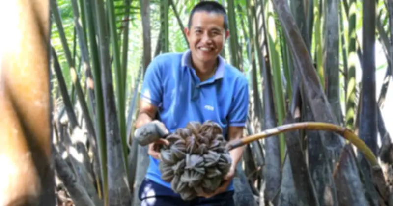 Từ bỏ lương cao về quê 'massage' dừa nước, chàng trai Quảng Ngãi thành công