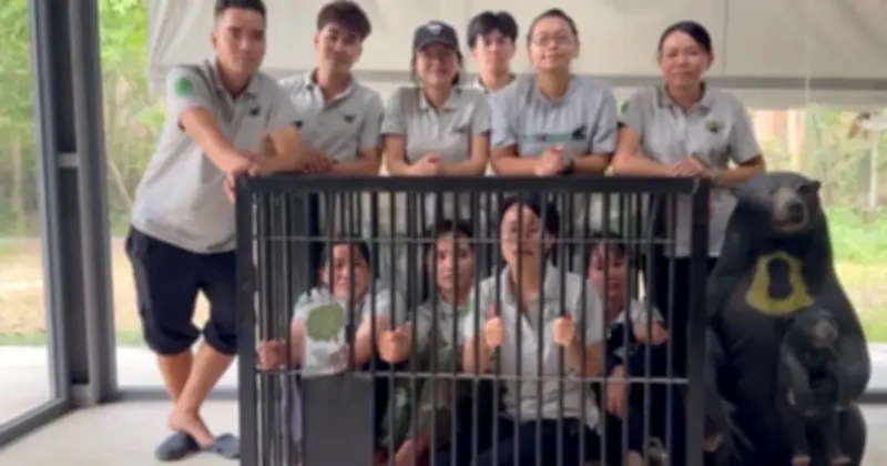 Thử thách ngủ trong lồng sắt: Trải nghiệm đau đớn của gấu bị nuôi lấy mật