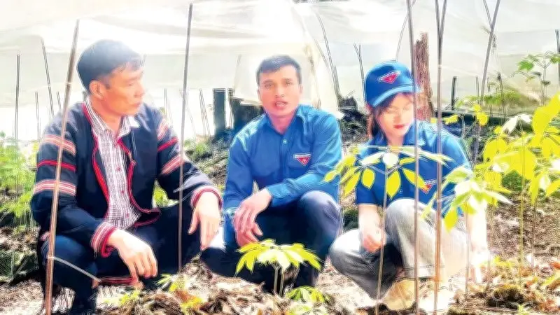 Thanh niên Quảng Ngãi khởi nghiệp với sâm Ngọc Linh dưới tán rừng