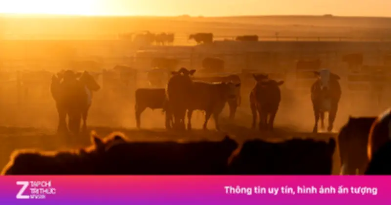 Thịt bò Mỹ gặp khó khi Trung Quốc đình chỉ quyền xuất khẩu của 400 nhà máy