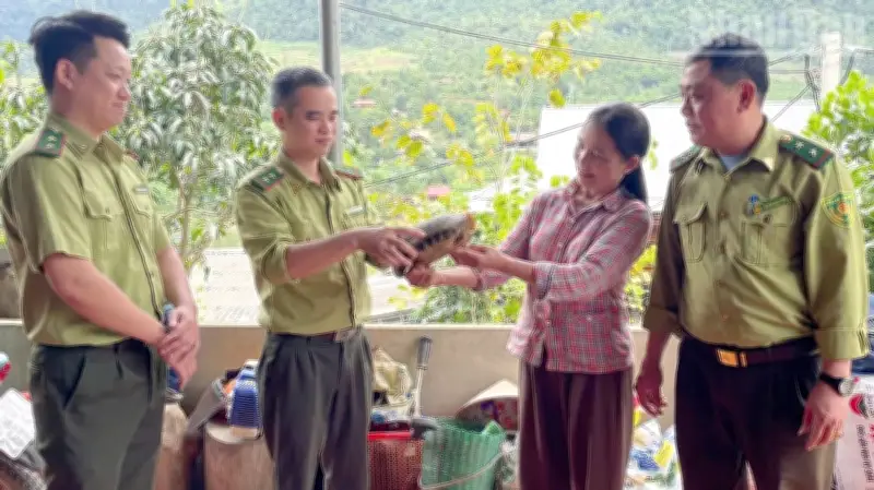 Tái thả rùa núi vàng quý hiếm về tự nhiên tại Sơn La