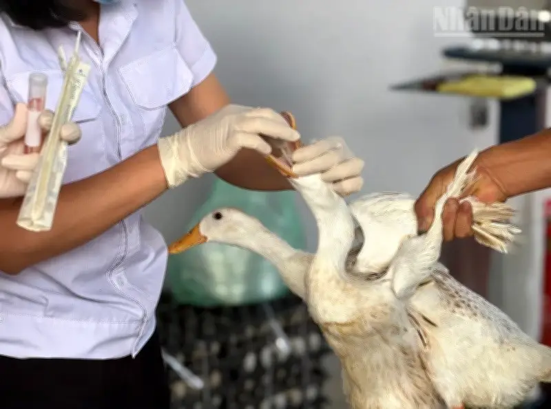 Tăng cường tuyên truyền phòng chống cúm A(H5N1) tại Điện Biên