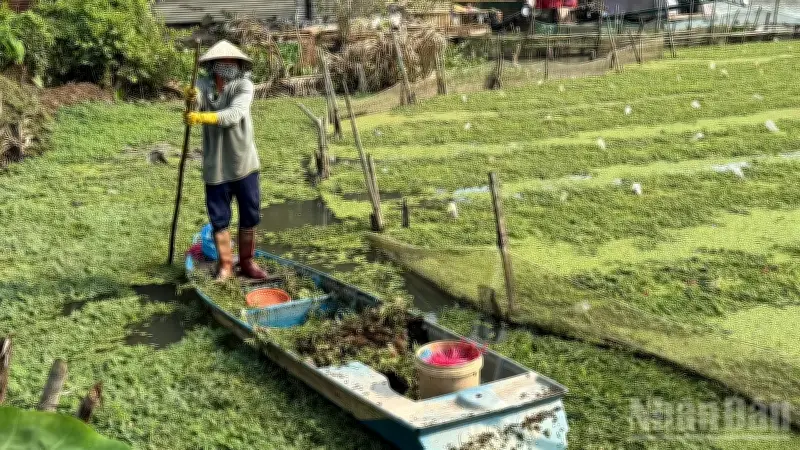 Trồng rau nhút trên sông: Mô hình kinh tế hiệu quả ở miền Tây