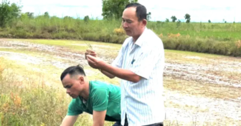 Trưởng thôn người Thái thu 2 tỷ đồng/năm nhờ trồng lúa và nuôi bò