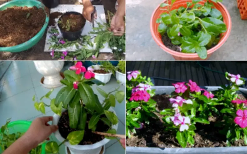 Trong ngày cây dưa cạn nảy mầm, máy lọc không khí tự nhiên lại cho hoa đẹp bốn mùa
