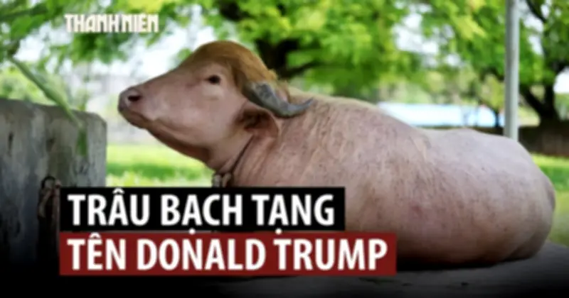 Trâu bạch tạng may mắn thoát kiếp bị hiến tế nhờ 'bom vàng' độc đáo