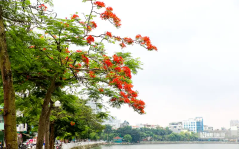 Tuổi thơ khu tập thể: Nỗi nhớ hoa phượng và ký ức không phai