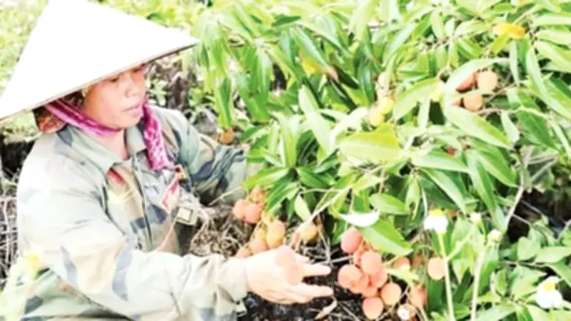 Tây Nguyên: Vùng đất đá ong núi lửa trở mình nhờ cây xoài