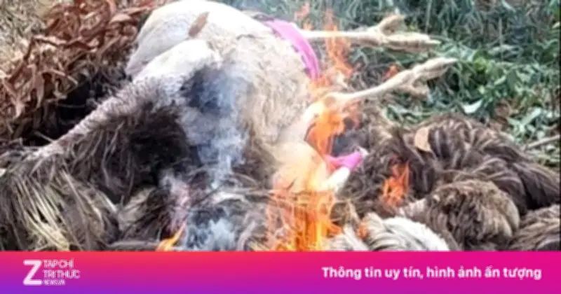 Tây Ninh tiêu hủy đàn đà điểu vô chủ ven đường vì nguy cơ dịch bệnh