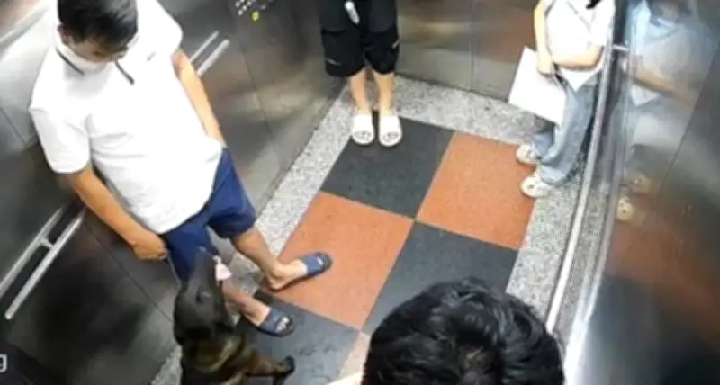 Vụ đánh người vì bị nhắc đeo rọ mõm cho chó ở Hà Nội: Cư dân chung cư nói gì?