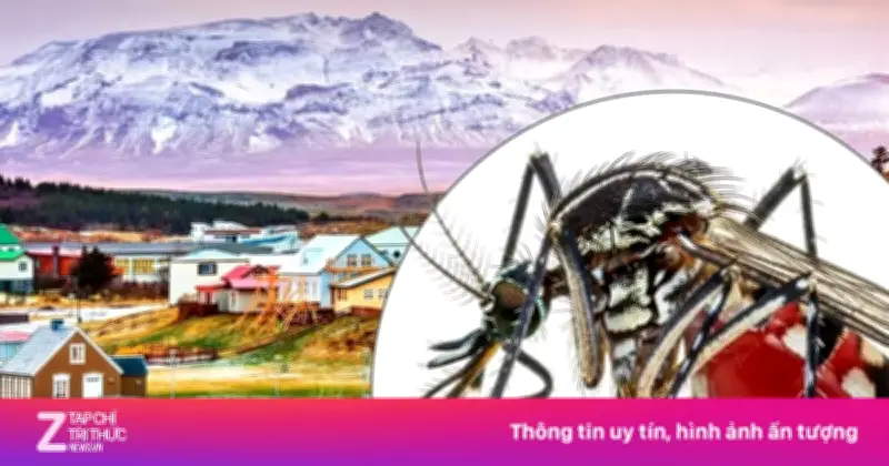 Vì sao Iceland không có muỗi? Khám phá bí ẩn thiên nhiên kỳ thú