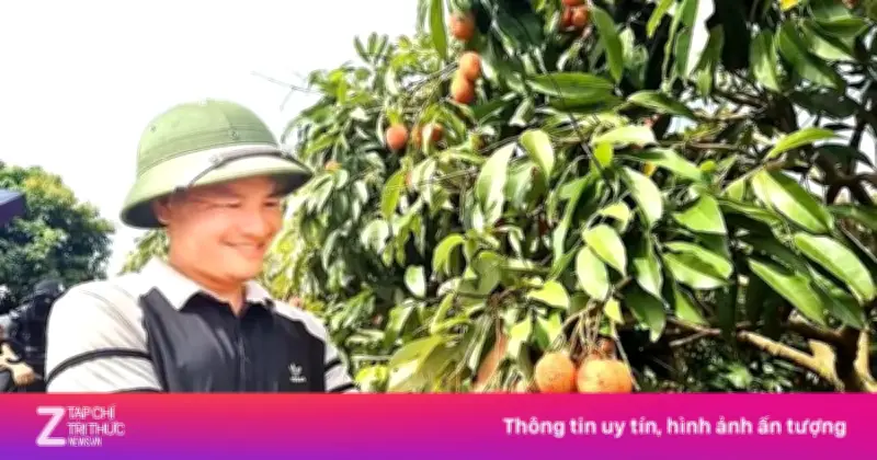 Vải Bắc Ninh mất mùa, vườn vải u trứng vẫn bán giá kỷ lục 150.000 đồng/kg