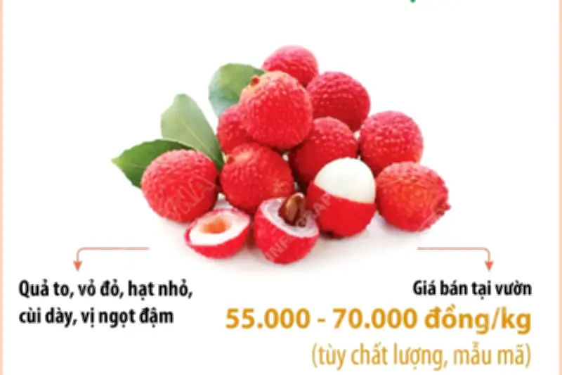 Vải thiều Bắc Ninh được giá, bán tại vườn từ 55.000 đến 70.000 đồng/kg