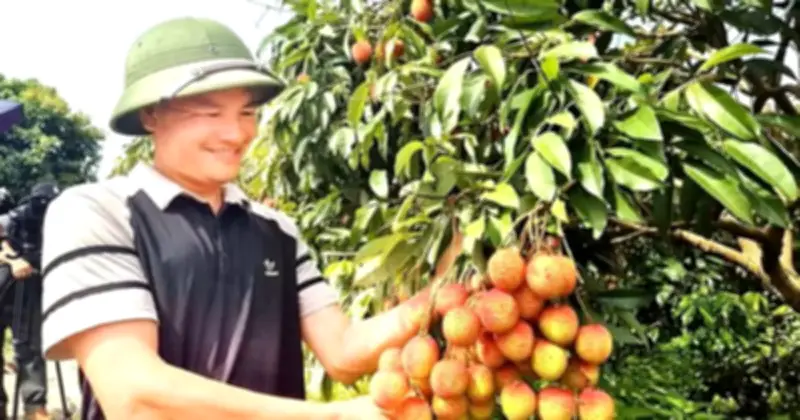 Vải u trứng Phúc Hòa giá 150.000 đồng/kg, thương lái tranh mua