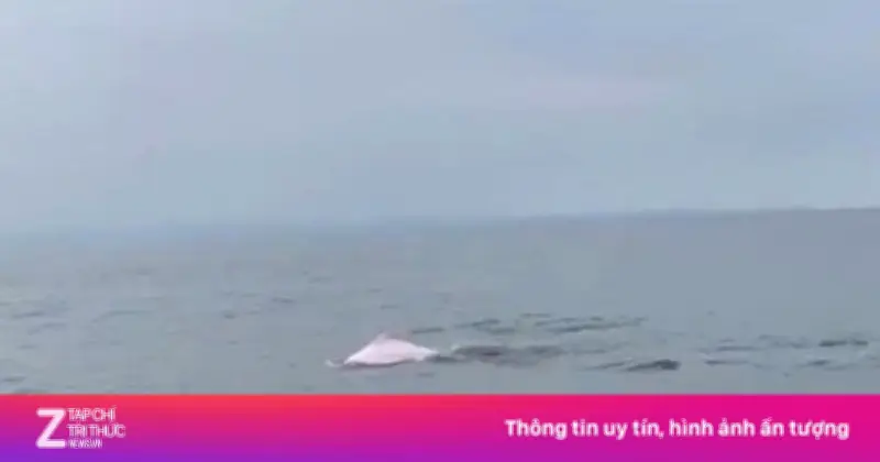 Video: Cá heo hồng bơi lội tung tăng ở biển Đồ Sơn