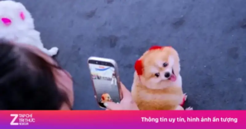 Video: Chú chó được khách Tây vây kín ở biển Nha Trang