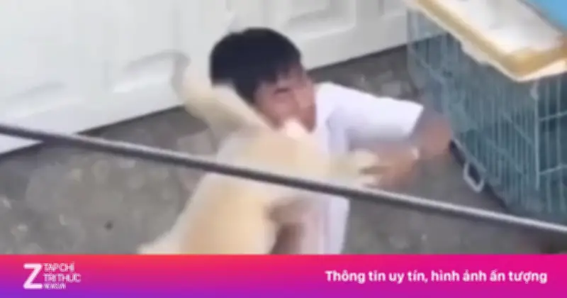 Video clip shipper ở TP.HCM bị đánh vì không cắt lông chó gây phẫn nộ