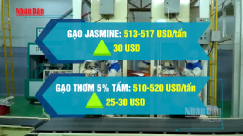 Video: Giá gạo xuất khẩu của Việt Nam tăng trở lại