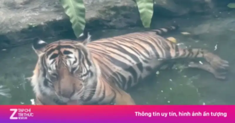 Video hổ mi với thân hình tròn trịa ở Thảo Cầm Viên gây sốt