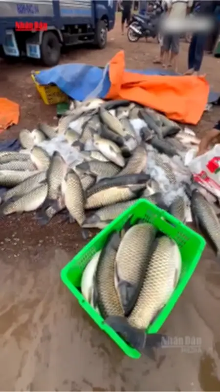 Video: Hơn 150 tấn cá lồng bè trên hồ Trị An chết hàng loạt, thiệt hại khoảng 6 tỷ đồng