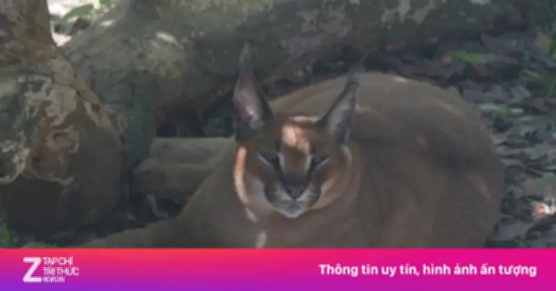 Video linh miêu béo như tên lửa gây sốt MXH Trung Quốc