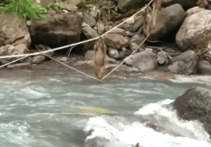Video màn vượt sông bằng dây như phim hành động của đàn khỉ ở Trung Quốc