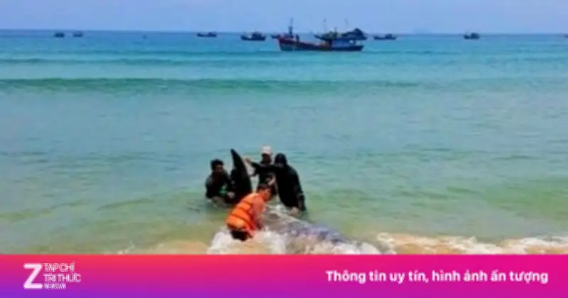 Video: Người dân nỗ lực đưa cá khủng về biển sau khi mắc cạn
