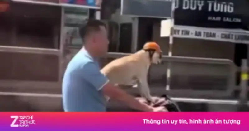 Video người đàn ông chở chó trên xe máy, bắt chó đội mũ bảo hiểm