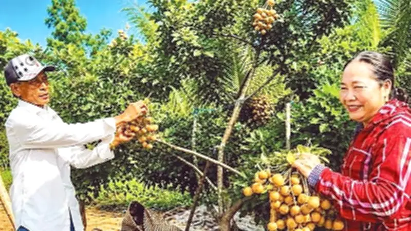 Vườn nhãn cổ hơn 100 năm tuổi ở Bạc Liêu: Điểm du lịch sinh thái hấp dẫn