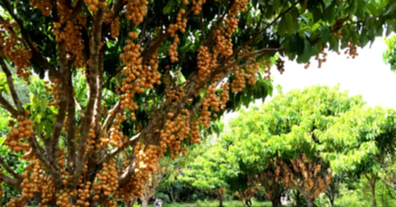 Vườn trái cây sai trĩu từ gốc đến ngọn của cô chủ Cần Thơ hút khách