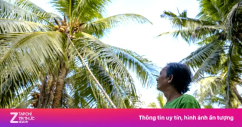 Vĩnh Long có thêm nhà máy chế biến dừa, mục tiêu xuất khẩu 1 tỷ USD năm 2030