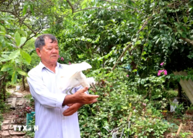 Vĩnh Long: Nông dân dành 26ha đất cho đàn chim trời cư ngụ
