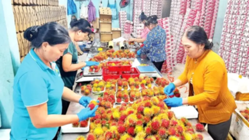 Vĩnh Long đẩy mạnh xây dựng mã số vùng trồng, liên kết sản xuất nông sản xuất khẩu