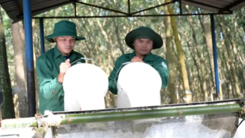 VRG nghiên cứu mở rộng 50.000ha cao-su tại Lào từ năm 2027