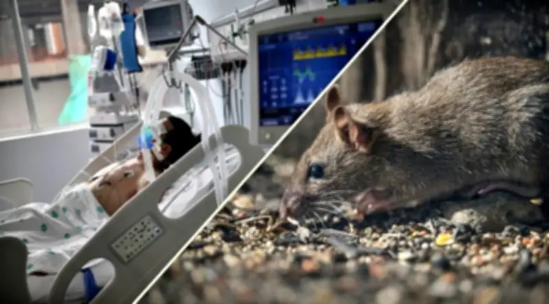 WHO cảnh báo gia tăng ca nhiễm virus Hanta sau ổ dịch trên du thuyền