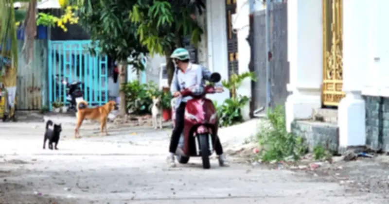 Xã Nhà Bè ra quân xử lý nạn chó thả rông, bắt giữ 10 con trong ngày đầu