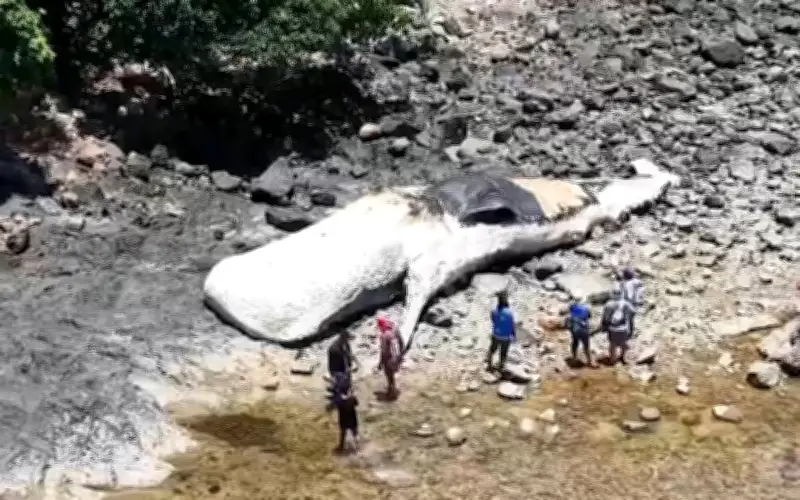 Xác cá nhà táng dài 15 mét dạt vào bờ biển Philippines