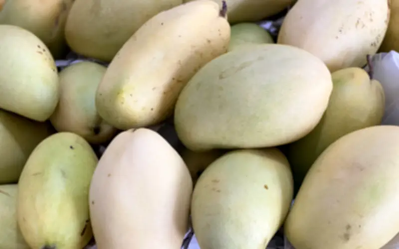 Xoài Việt vào mùa, giá rẻ bất ngờ chỉ hơn chục nghìn đồng/kg
