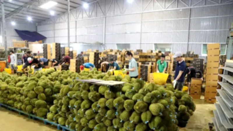 Xuất khẩu rau quả tháng 5 tăng 25%, sầu riêng là điểm sáng