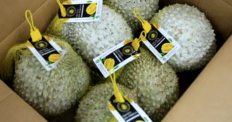 Xuất khẩu sầu riêng Việt Nam tăng mạnh, Hàn Quốc dẫn đầu tốc độ tăng trưởng