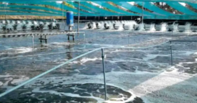 Xuất khẩu tôm Việt Nam đạt 1,5 tỷ USD trong 4 tháng đầu năm 2026