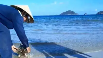 Ba nữ công nhân Côn Đảo kịp thời cứu sống hai con đồi mồi quý hiếm