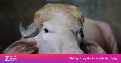 Chú trâu bạch tạng giống ông Trump thoát chết nhờ can thiệp chính quyền