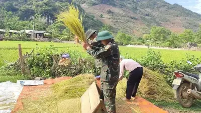 Chiến sĩ Trung đoàn 82 giúp dân đào hố trồng cây và thu hoạch lúa tại Điện Biên