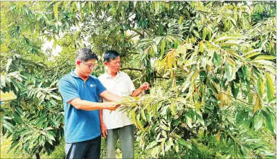 Chuyển giao kỹ năng canh tác sầu riêng an toàn, hiệu quả tại Cần Thơ