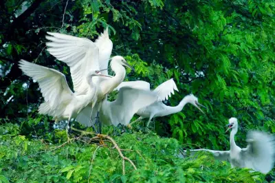 Cồn Chim: Lá phổi xanh giữa đầm Thị Nại, điểm đến sinh thái hấp dẫn