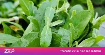 Cây cúc tần: Thảo dược dân gian giúp ngừa ung thư, giảm căng thẳng