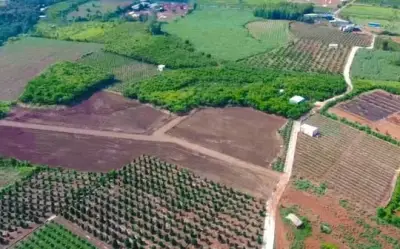 Hà Nội phân cấp cho xã phê duyệt vùng sản xuất nông nghiệp tập trung