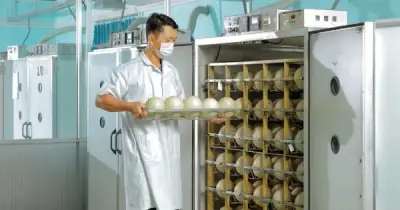 Đại gia Việt làm trứng đà điểu 1,5kg giá nửa triệu, chiếm 60% thị phần